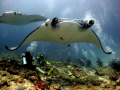   Manta rays Maldives. Canon Ixus 75 inon wide angle. Maldives angle  